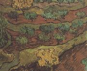 Olive Trees against a Slope of a Hill (nn04) Vincent Van Gogh